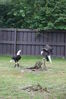 Filename=20090717_127.jpg
Filesize=204KiB
Dimensions=685x1023
Date added=Jul 22, 2009 20090717_127.jpg