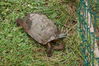 Filename=20090717_137.jpg
Filesize=290KiB
Dimensions=1023x685
Date added=Jul 22, 2009 20090717_137.jpg