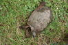 Filename=20090717_139.jpg
Filesize=305KiB
Dimensions=1023x685
Date added=Jul 22, 2009 20090717_139.jpg