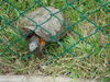 Filename=20090717_140.jpg
Filesize=258KiB
Dimensions=1024x768
Date added=Jul 22, 2009 20090717_140.jpg