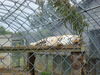 Filename=20090717_147.jpg
Filesize=204KiB
Dimensions=1024x768
Date added=Jul 22, 2009 20090717_147.jpg