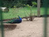 Filename=20090717_152.jpg
Filesize=203KiB
Dimensions=1024x768
Date added=Jul 22, 2009 20090717_152.jpg
