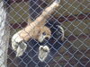 Filename=20090717_155.jpg
Filesize=167KiB
Dimensions=1024x768
Date added=Jul 22, 2009 20090717_155.jpg