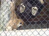 Filename=20090717_156.jpg
Filesize=175KiB
Dimensions=1024x768
Date added=Jul 22, 2009 20090717_156.jpg