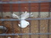 Filename=20090717_167.jpg
Filesize=119KiB
Dimensions=1024x768
Date added=Jul 22, 2009 20090717_167.jpg
