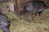 Filename=20090717_170.jpg
Filesize=243KiB
Dimensions=1023x685
Date added=Jul 22, 2009 20090717_170.jpg