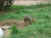 Filename=20090717_171.jpg
Filesize=289KiB
Dimensions=1024x768
Date added=Jul 22, 2009 20090717_171.jpg