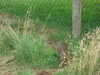 Filename=20090717_175.jpg
Filesize=247KiB
Dimensions=1024x768
Date added=Jul 22, 2009 20090717_175.jpg