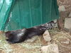 Filename=20090717_176.jpg
Filesize=209KiB
Dimensions=1024x768
Date added=Jul 22, 2009 20090717_176.jpg