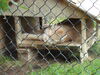 Filename=20090717_178.jpg
Filesize=174KiB
Dimensions=1024x768
Date added=Jul 22, 2009 20090717_178.jpg