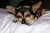 Filename=20090730_002.jpg
Filesize=123KiB
Dimensions=1023x685
Date added=Aug 03, 2009 20090730_002.jpg