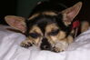 Filename=20090730_003.jpg
Filesize=137KiB
Dimensions=1023x685
Date added=Aug 03, 2009 20090730_003.jpg