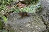 Filename=20090801_002.jpg
Filesize=209KiB
Dimensions=1023x682
Date added=Aug 03, 2009 20090801_002.jpg