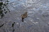 Filename=20090802_028.jpg
Filesize=179KiB
Dimensions=1023x685
Date added=Aug 03, 2009 20090802_028.jpg