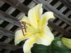 Filename=20090803_001.jpg
Filesize=129KiB
Dimensions=1024x768
Date added=Aug 03, 2009 20090803_001.jpg
