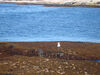 Filename=20091003_034.jpg
Filesize=609KiB
Dimensions=1024x768
Date added=Oct 13, 2009 20091003_034.jpg