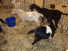 Filename=20091009_002.jpg
Filesize=611KiB
Dimensions=1024x768
Date added=Oct 20, 2009 20091009_002.jpg