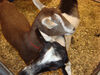 Filename=20091009_003.jpg
Filesize=588KiB
Dimensions=1024x768
Date added=Oct 20, 2009 20091009_003.jpg