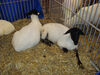 Filename=20091009_005.jpg
Filesize=605KiB
Dimensions=1024x768
Date added=Oct 20, 2009 20091009_005.jpg