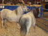 Filename=20091009_006.jpg
Filesize=555KiB
Dimensions=1024x768
Date added=Oct 20, 2009 20091009_006.jpg