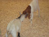 Filename=20091009_030.jpg
Filesize=480KiB
Dimensions=1024x768
Date added=Oct 20, 2009 20091009_030.jpg
