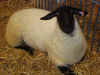 Filename=20091009_034.jpg
Filesize=503KiB
Dimensions=1024x768
Date added=Oct 20, 2009 20091009_034.jpg