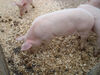 Filename=20091018_009.jpg
Filesize=652KiB
Dimensions=1024x768
Date added=Oct 21, 2009 20091018_009.jpg