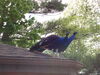 Filename=20100521_001.jpg
Filesize=230KiB
Dimensions=1024x768
Date added=Jul 09, 2010 20100521_001.jpg