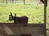 Filename=20100521_006.jpg
Filesize=212KiB
Dimensions=1024x768
Date added=Jul 09, 2010 20100521_006.jpg
