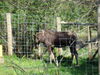 Filename=20100521_018.jpg
Filesize=266KiB
Dimensions=1024x768
Date added=Jul 09, 2010 20100521_018.jpg