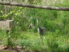Filename=20100521_029.jpg
Filesize=332KiB
Dimensions=1024x768
Date added=Jul 09, 2010 20100521_029.jpg