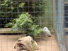 Filename=20100521_043.jpg
Filesize=216KiB
Dimensions=1024x768
Date added=Jul 09, 2010 20100521_043.jpg