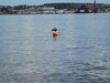 Filename=20100731_037.jpg
Filesize=142KiB
Dimensions=1024x768
Date added=Sep 09, 2010 20100731_037.jpg