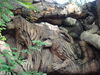 Filename=20100823_019.jpg
Filesize=203KiB
Dimensions=1024x768
Date added=Sep 08, 2010 20100823_019.jpg