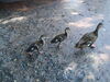 Filename=20100823_034.jpg
Filesize=230KiB
Dimensions=1024x768
Date added=Sep 08, 2010 20100823_034.jpg