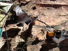 Filename=20100823_035.jpg
Filesize=198KiB
Dimensions=1024x768
Date added=Sep 08, 2010 20100823_035.jpg