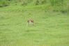 Filename=20100827_022.jpg
Filesize=150KiB
Dimensions=1023x685
Date added=Sep 08, 2010 20100827_022.jpg