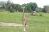Filename=20100827_030.jpg
Filesize=184KiB
Dimensions=1023x685
Date added=Sep 08, 2010 20100827_030.jpg