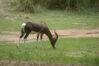 Filename=20100827_048.jpg
Filesize=155KiB
Dimensions=1023x685
Date added=Sep 08, 2010 20100827_048.jpg