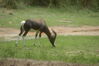 Filename=20100827_050.jpg
Filesize=143KiB
Dimensions=1023x685
Date added=Sep 08, 2010 20100827_050.jpg