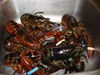 Filename=20101210_002.jpg
Filesize=210KiB
Dimensions=1024x768
Date added=Dec 28, 2010 20101210_002.jpg