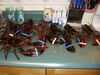 Filename=20101210_003.jpg
Filesize=210KiB
Dimensions=1024x768
Date added=Dec 28, 2010 20101210_003.jpg