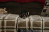 Filename=20101225_026.jpg
Filesize=132KiB
Dimensions=1023x685
Date added=Dec 28, 2010 20101225_026.jpg