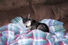 Filename=20110201_001.jpg
Filesize=175KiB
Dimensions=1023x685
Date added=Apr 25, 2011 20110201_001.jpg