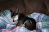 Filename=20110201_002.jpg
Filesize=172KiB
Dimensions=1023x685
Date added=Apr 25, 2011 20110201_002.jpg