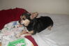 Filename=20110207_001.jpg
Filesize=92KiB
Dimensions=1023x682
Date added=May 17, 2011 20110207_001.jpg
