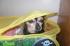 Filename=20110209_001.jpg
Filesize=115KiB
Dimensions=1023x682
Date added=May 17, 2011 20110209_001.jpg