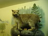 Filename=20110216_029.jpg
Filesize=133KiB
Dimensions=1024x768
Date added=Apr 25, 2011 20110216_029.jpg