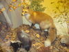 Filename=20110216_031.jpg
Filesize=186KiB
Dimensions=1024x768
Date added=Apr 25, 2011 20110216_031.jpg