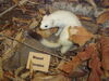 Filename=20110216_032.jpg
Filesize=169KiB
Dimensions=1024x768
Date added=Apr 25, 2011 20110216_032.jpg